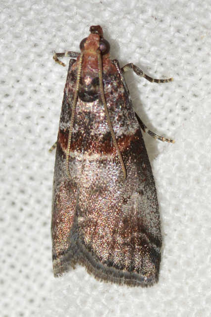 Acrobasis