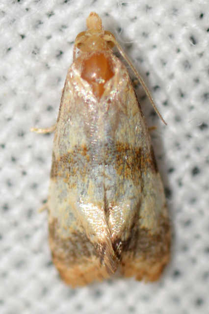 Phalonidia contractana - pipitér-fúrómoly