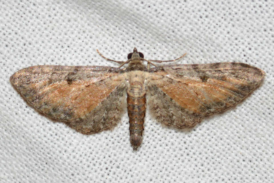 Eupithecia icterata - rozsdafoltos törpearaszoló
