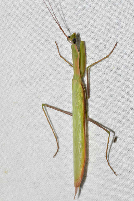 Mantis religiosa - imádkozósáska