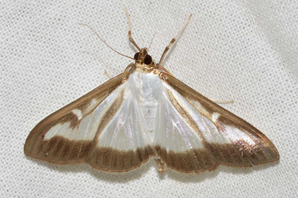 Cydalima perspectalis - puszpáng-tűzmoly