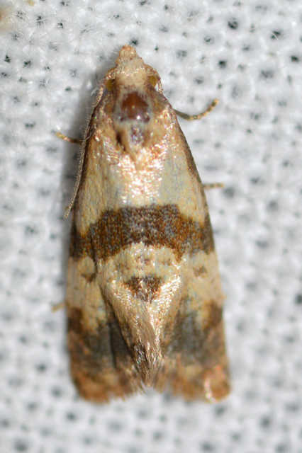 Phalonidia contractana - pipitér-fúrómoly