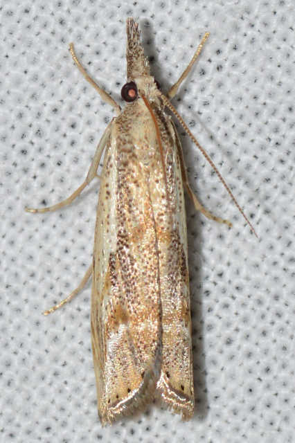 Thisanotia chrysonuchella - tavaszi fűgyökérmoly