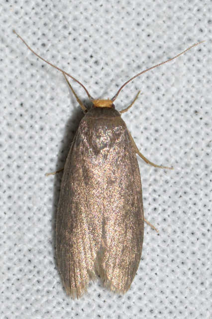 Achroia grisella - kis viaszmoly