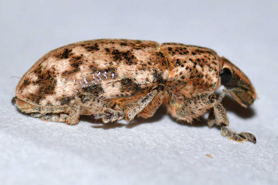 Cyphocleonus dealbatus - márványos barkó