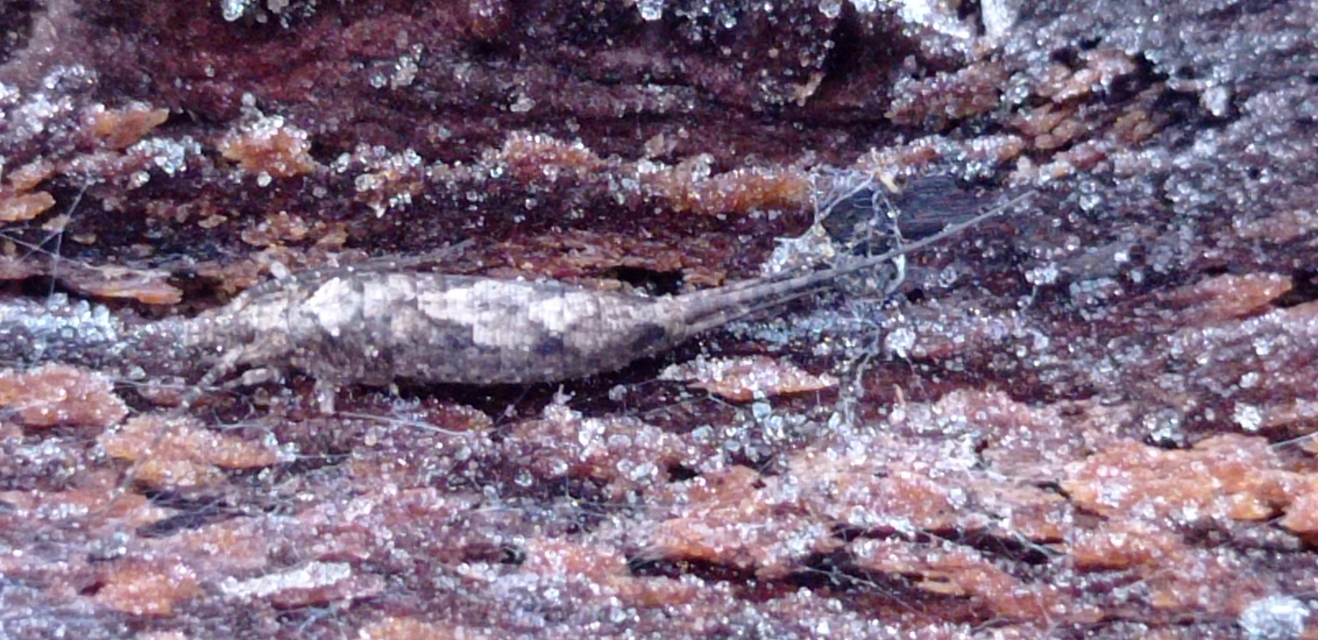 Archaeognatha - Ugróősrovarok