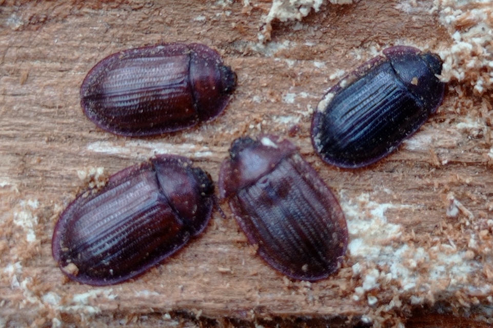 Ostoma ferruginea - rozsdaszínű korongbogár
