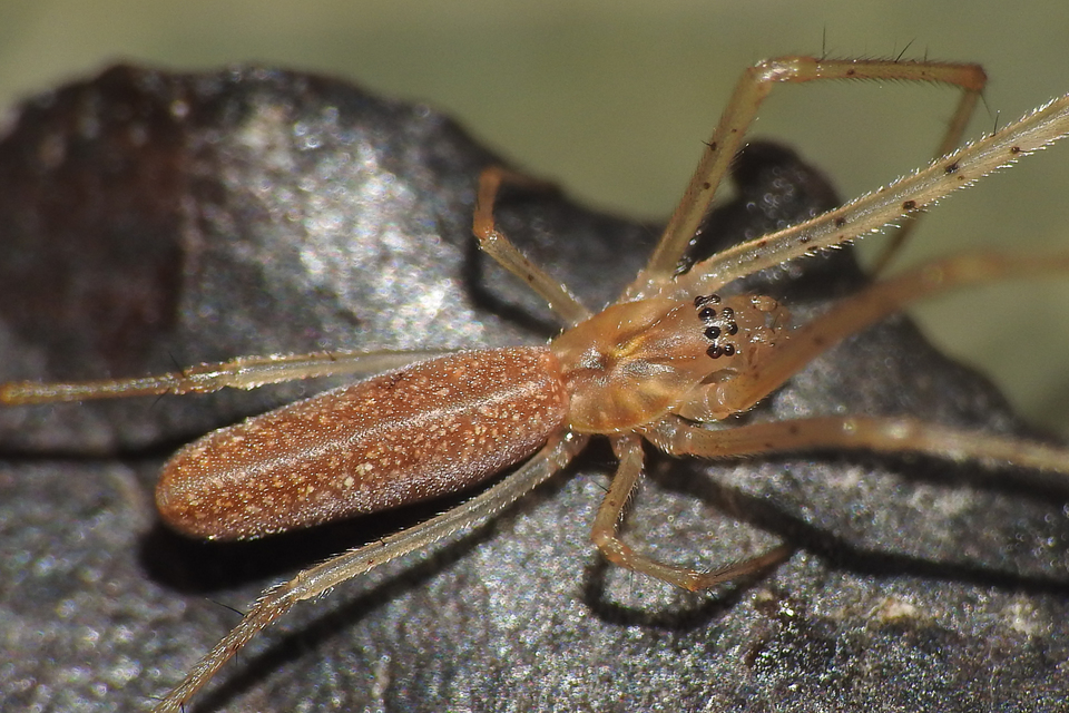 Tetragnatha