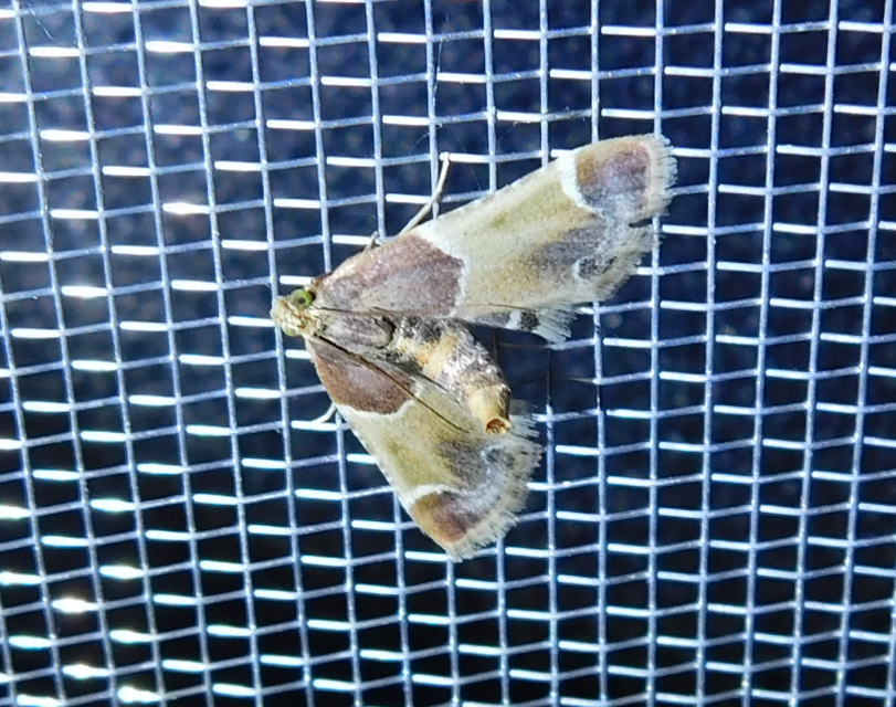 Pyralis farinalis - lisztilonca