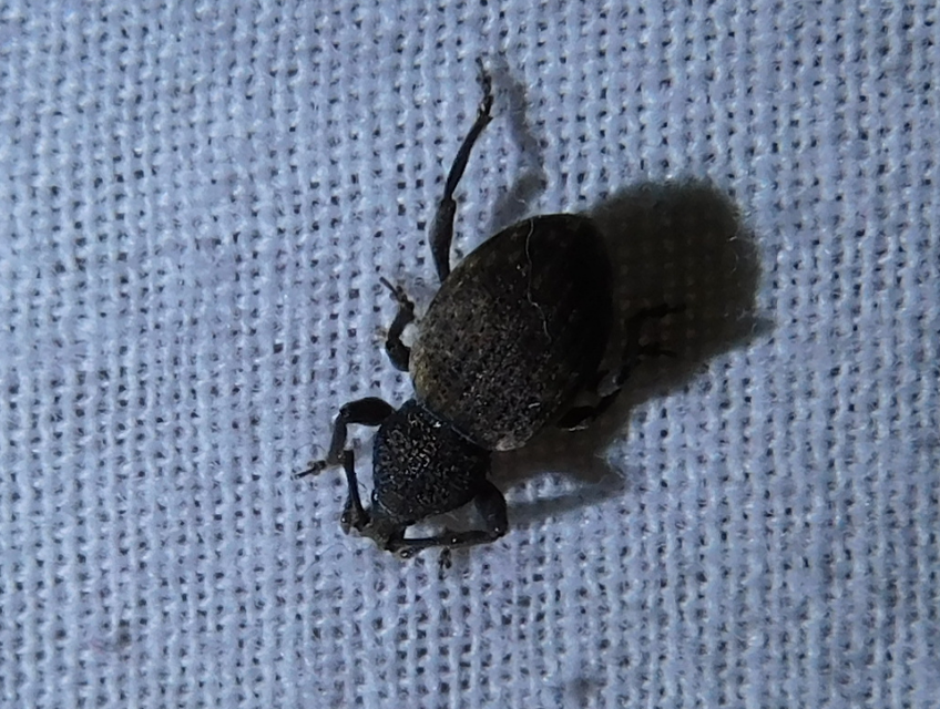 Otiorhynchus raucus - molyhos gyalogormányos