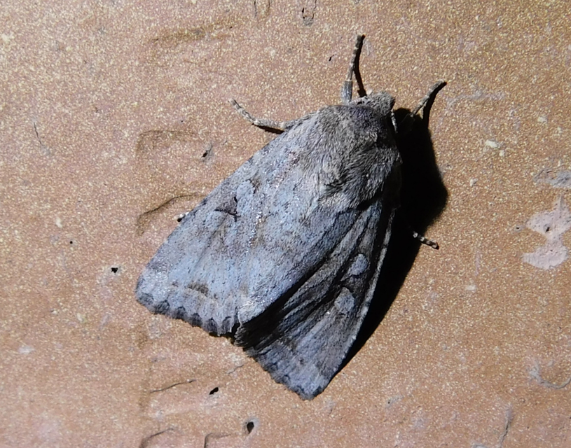 Apterogenum ypsillon - ipszilon-erdeibagoly