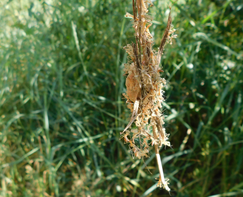 Mantis religiosa - imádkozósáska
