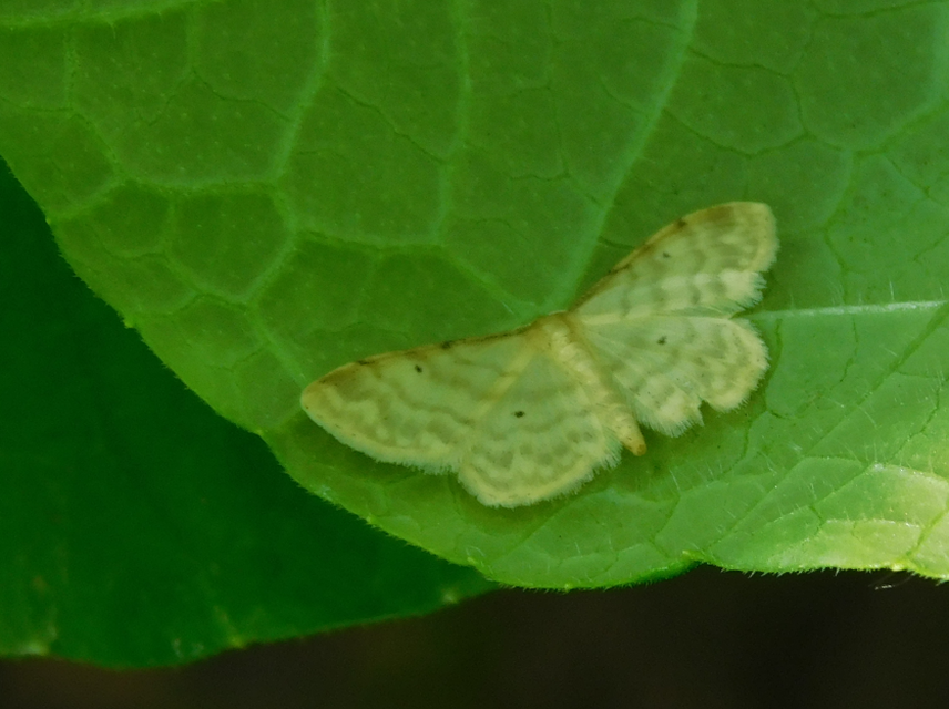 Idaea fuscovenosa - szürkeszélű apróaraszoló