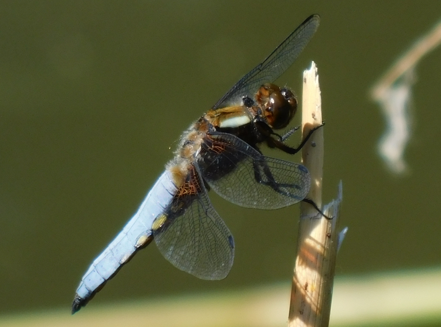 Libellula depressa - széles laposacsa