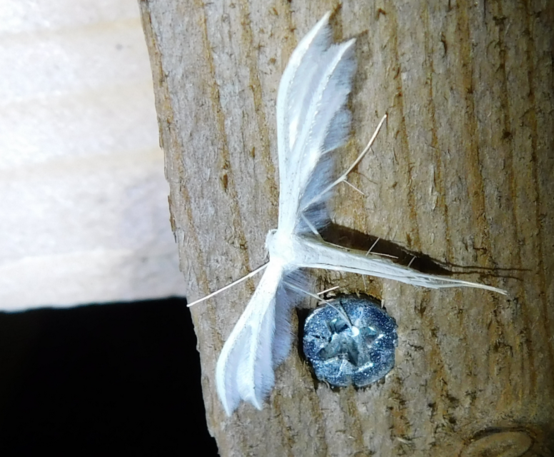 Pterophorus pentadactyla - fehér tollasmoly