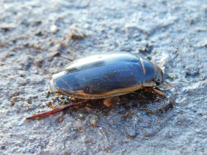 Dytiscus