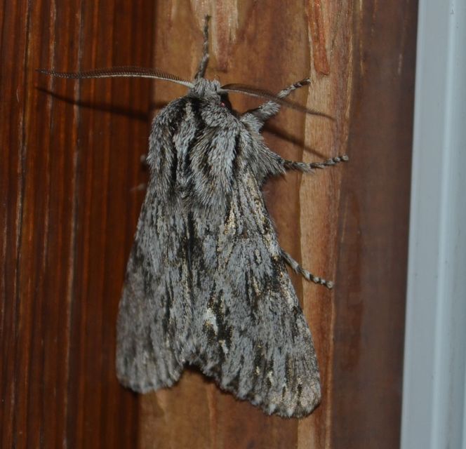 Asteroscopus sphinx - csillagnéző bundásbagoly