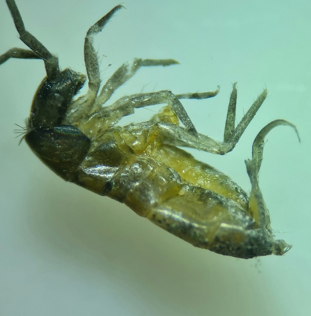 Collembola - Ugróvillások