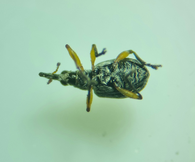 Eutrichapion viciae - bükköny-cickányormányos Eutrichapion viciae - bükköny-cickányormányos