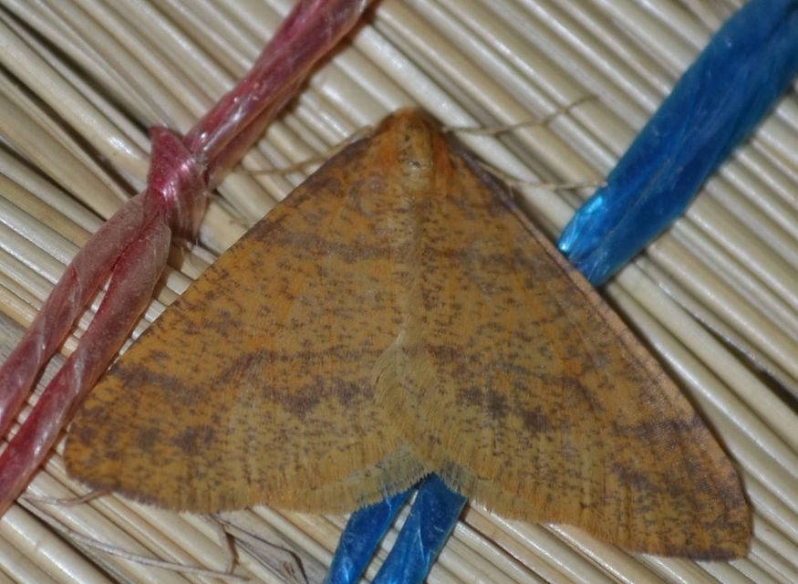 Agriopis aurantiaria - aranysárga téliaraszoló