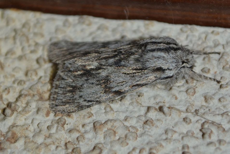 Asteroscopus sphinx - csillagnéző bundásbagoly