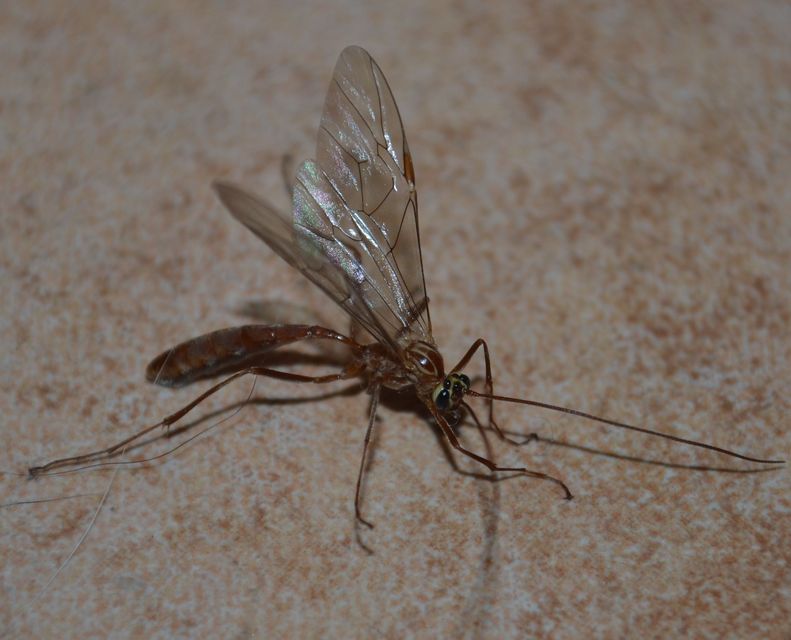 Ophion obscuratus