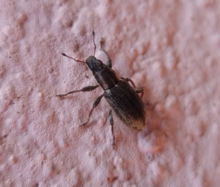 Sitona humeralis - lucerna-csipkézőbogár