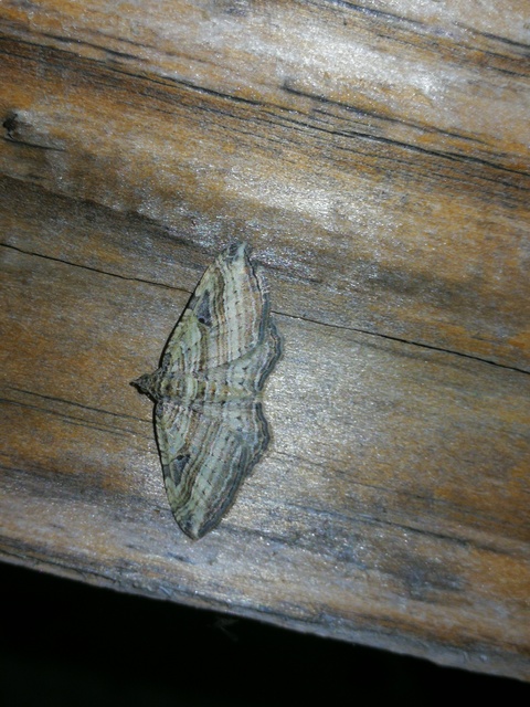 Costaconvexa polygrammata - soksávú araszoló