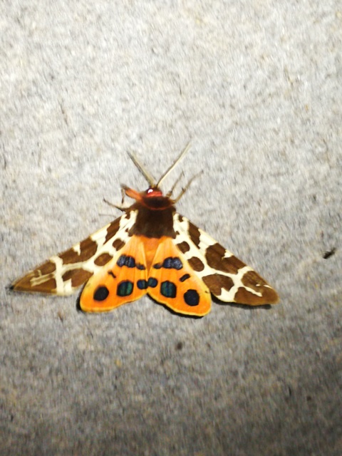 Arctia caja - közönséges medvelepke