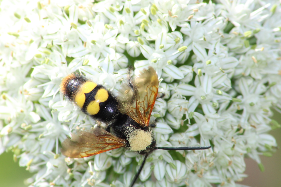 Megascolia maculata - óriás-tőrösdarázs
