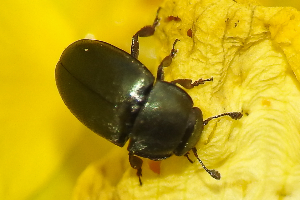 Meligethinae Meligethinae