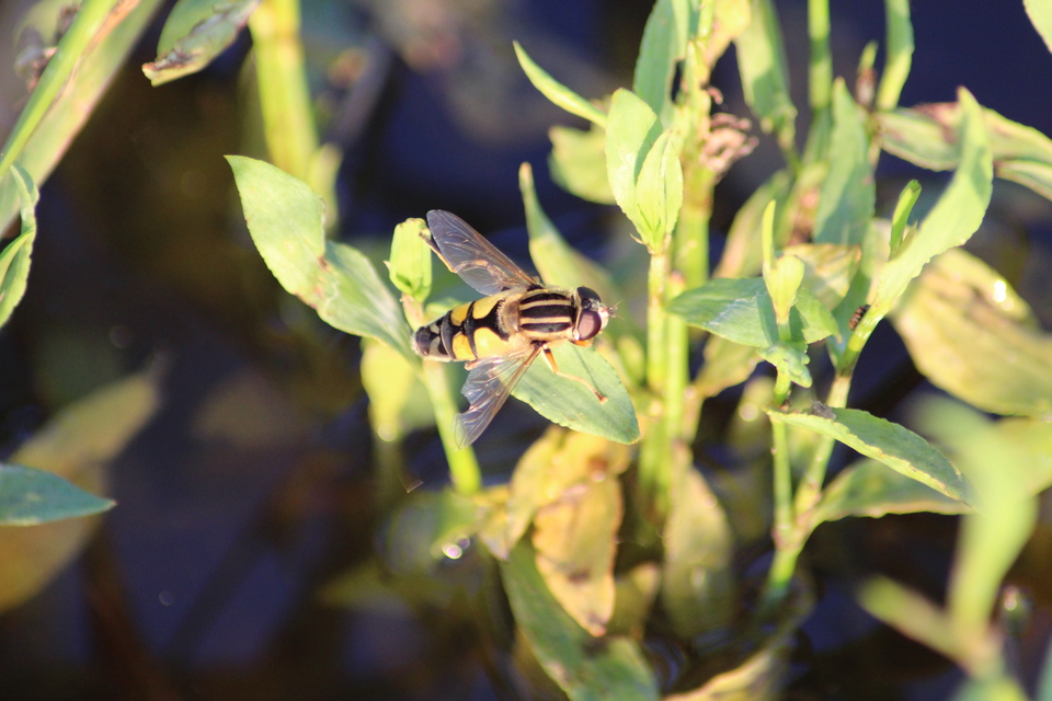 Helophilus