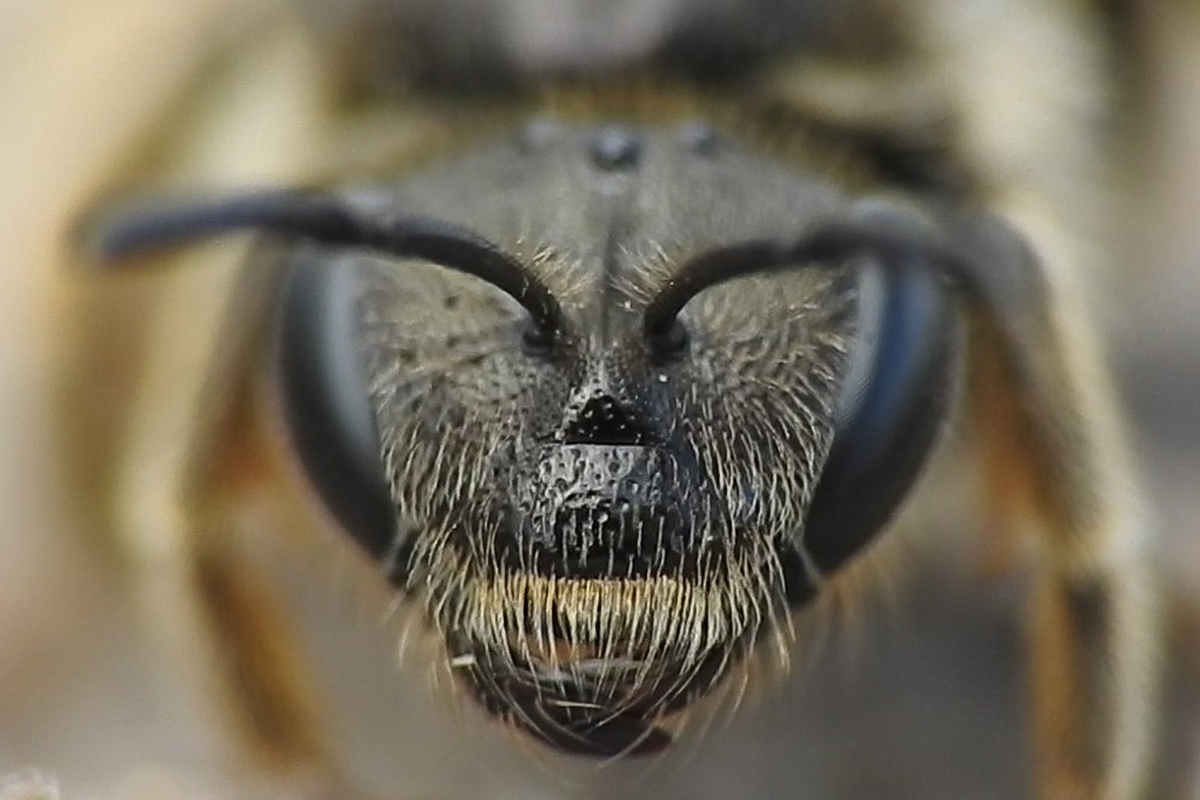 Lasioglossum marginatum