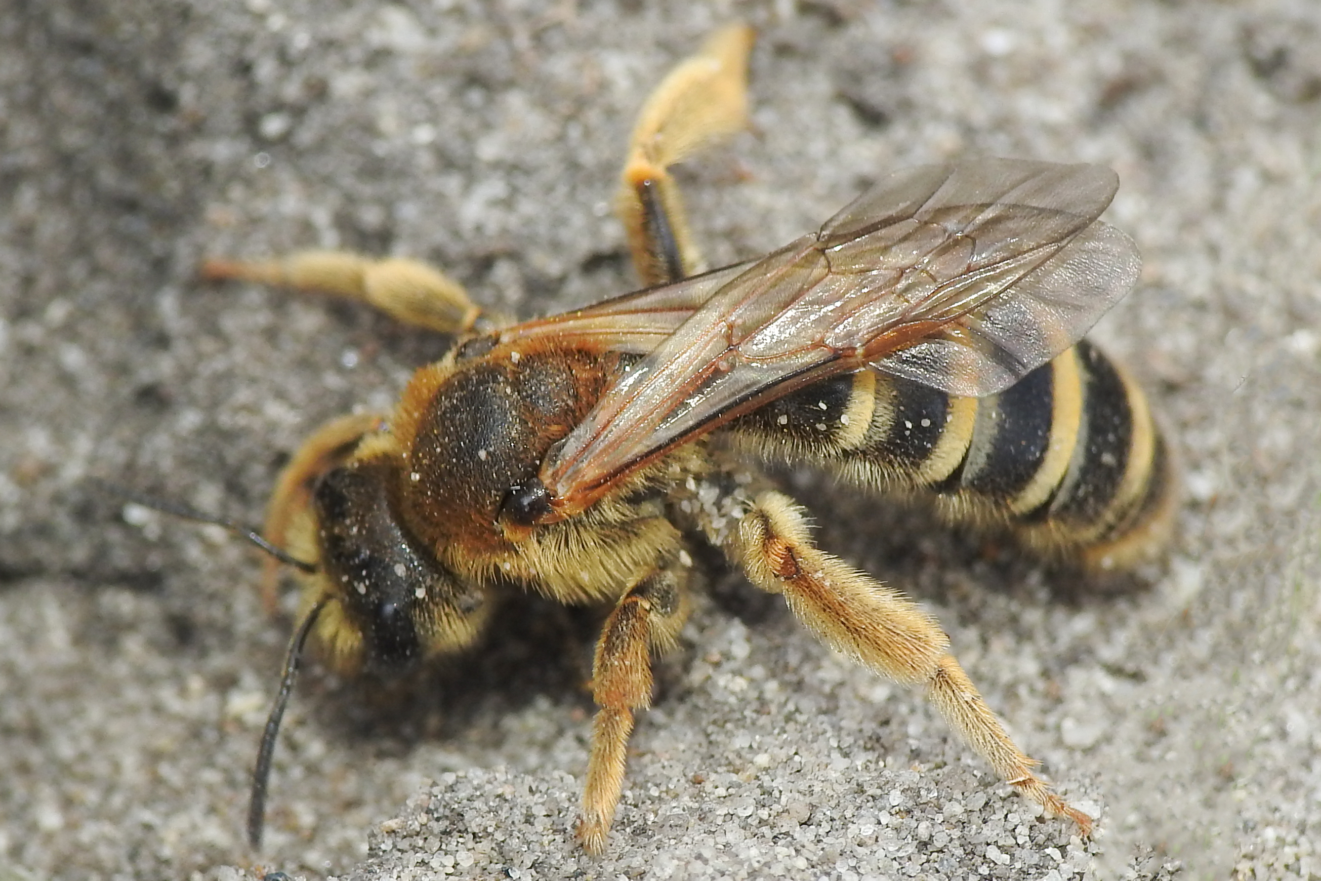 Halictus sexcinctus
