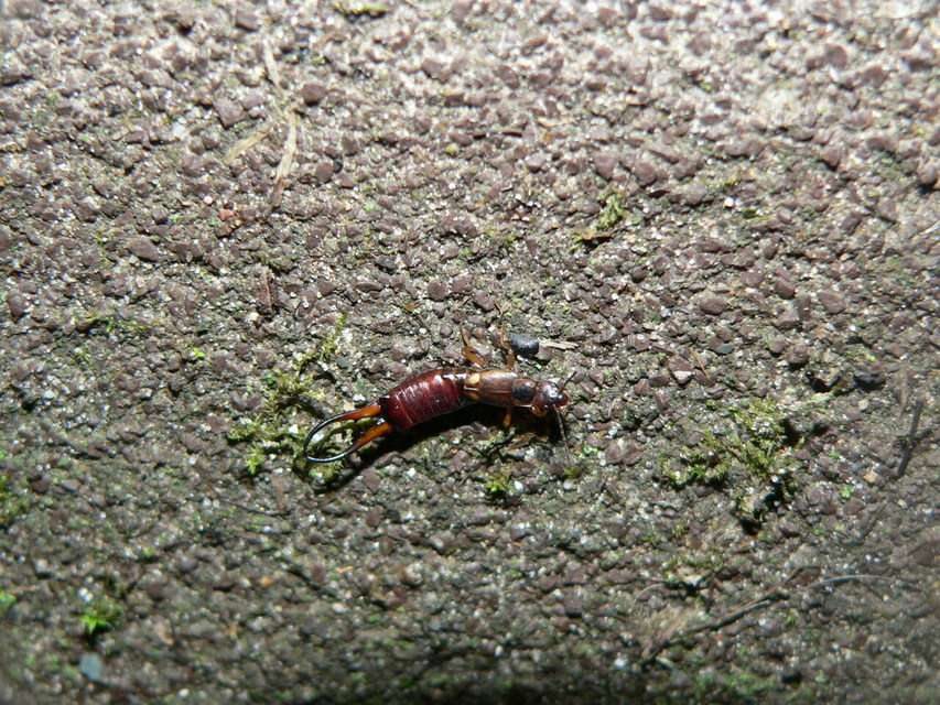 Forficula auricularia - közönséges fülbemászó