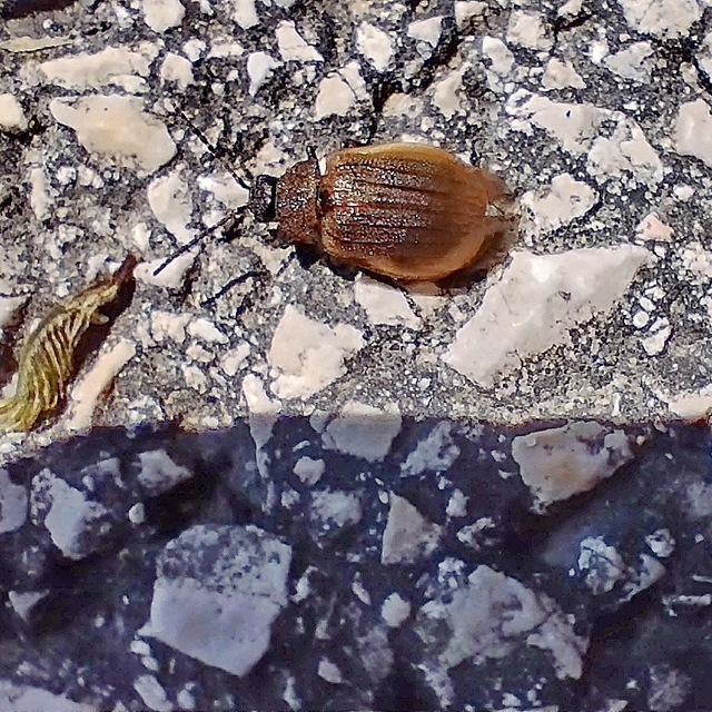 Galeruca pomonae - barna olajosbogár