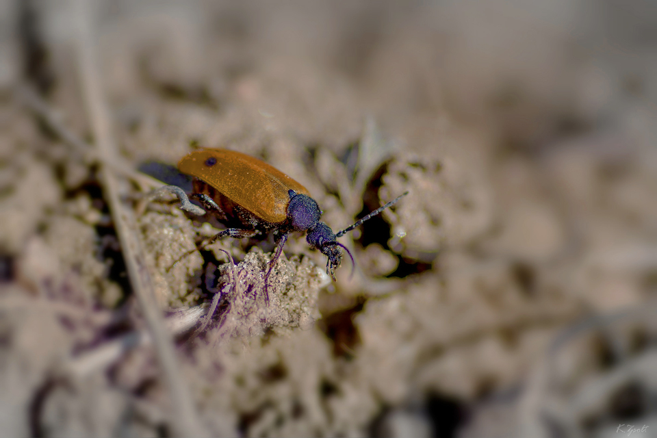 Apalus bimaculatus - kétfoltos élősdibogár