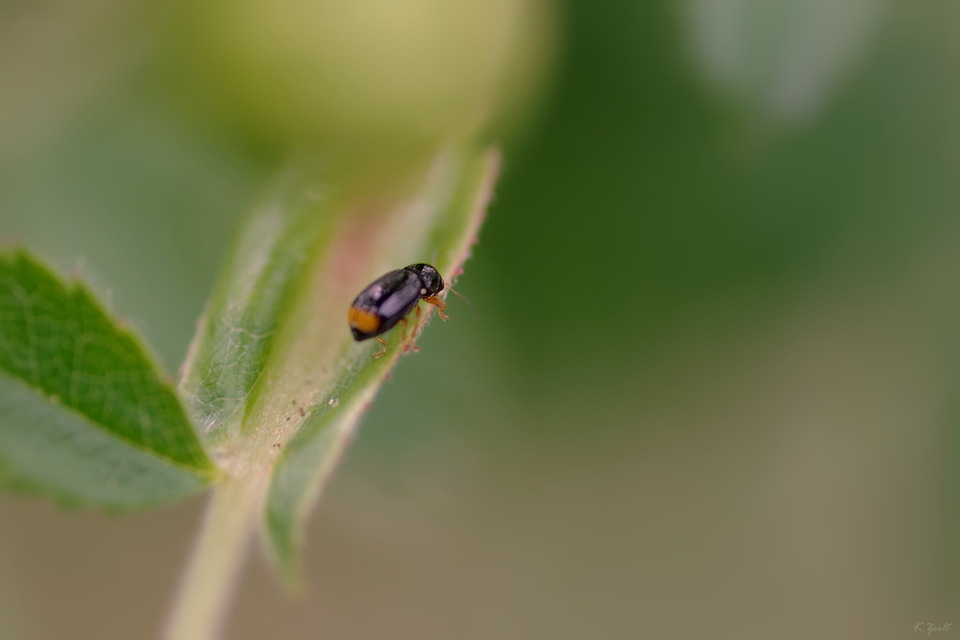 Cryptocephalus chrysopus - sárgavégű zömökbogár