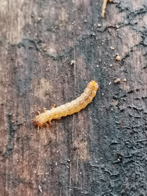 Cucujus cinnaberinus - skarlátbogár
