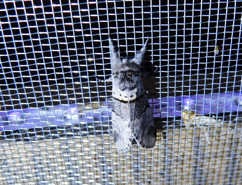 Furcula bifida - kis púposszövő