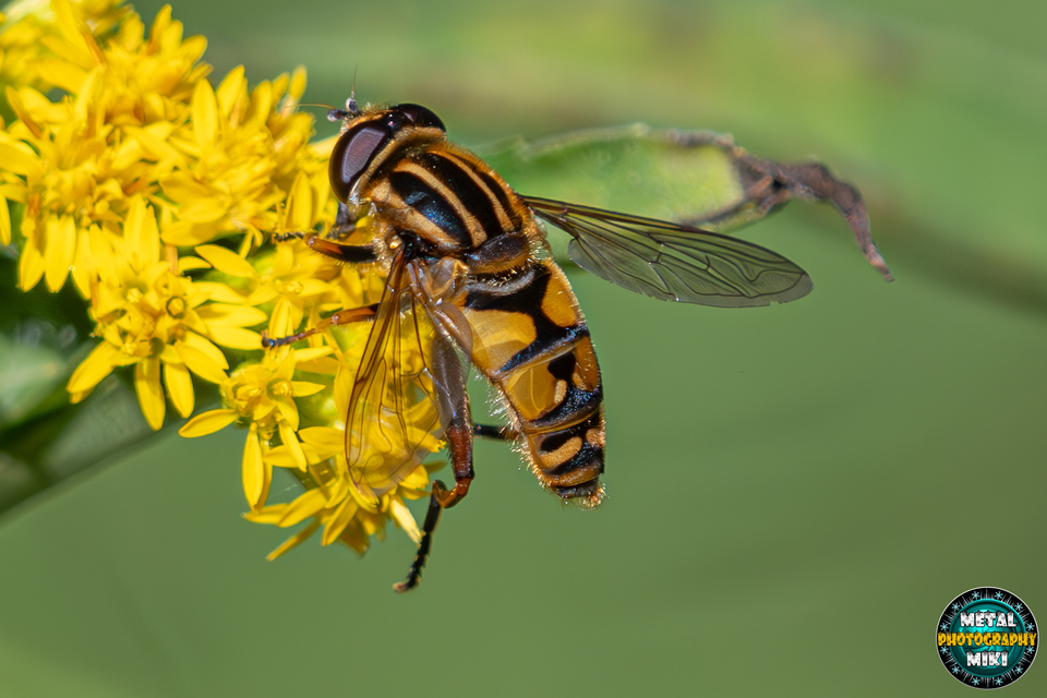 Helophilus pendulus - közönséges mocsárilégy