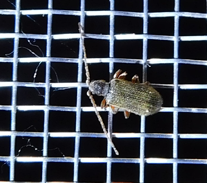 Ptinus rufipes - vöröslábú tolvajbogár