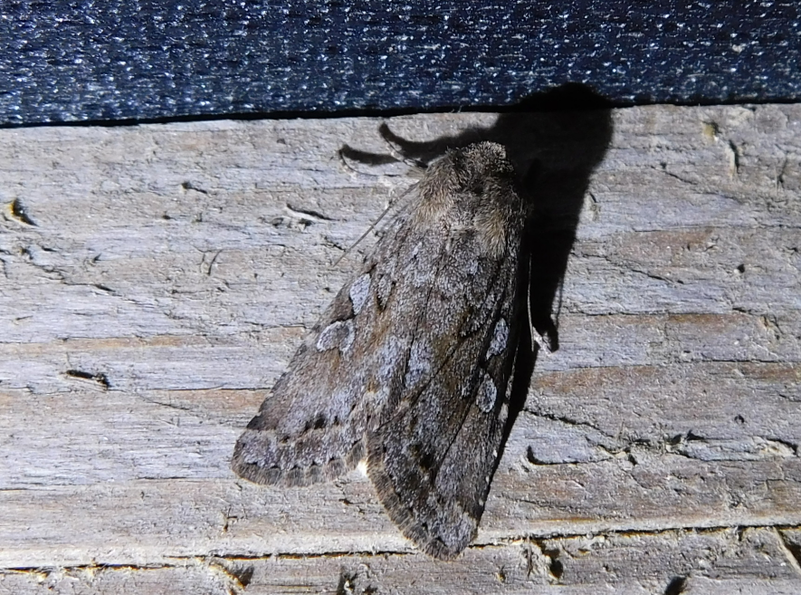 Apterogenum ypsillon - ipszilon-erdeibagoly