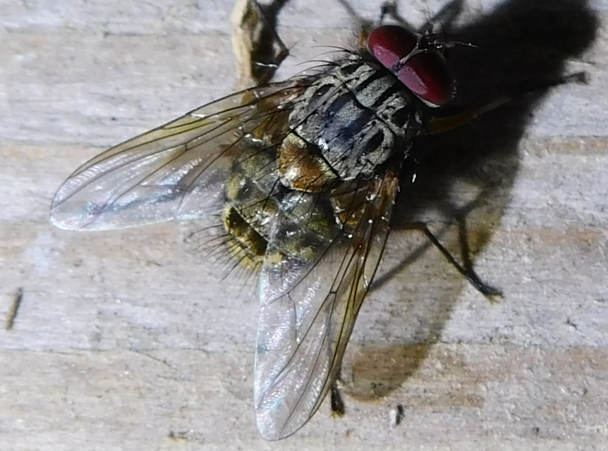 Muscidae - igazi legyek