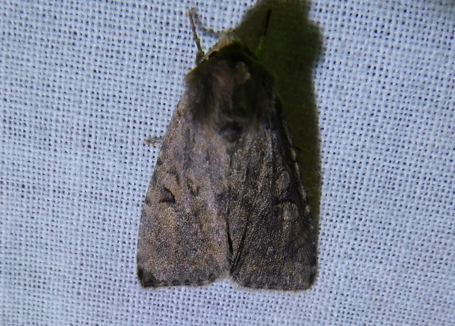 Apterogenum ypsillon - ipszilon-erdeibagoly