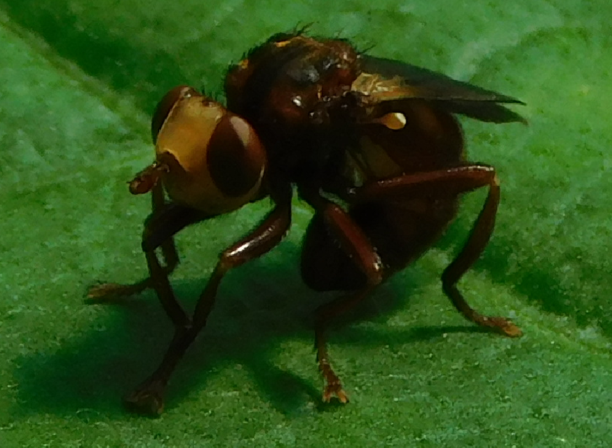 Sicus