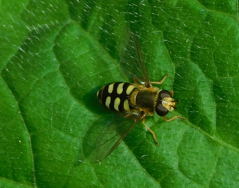 Eupeodes