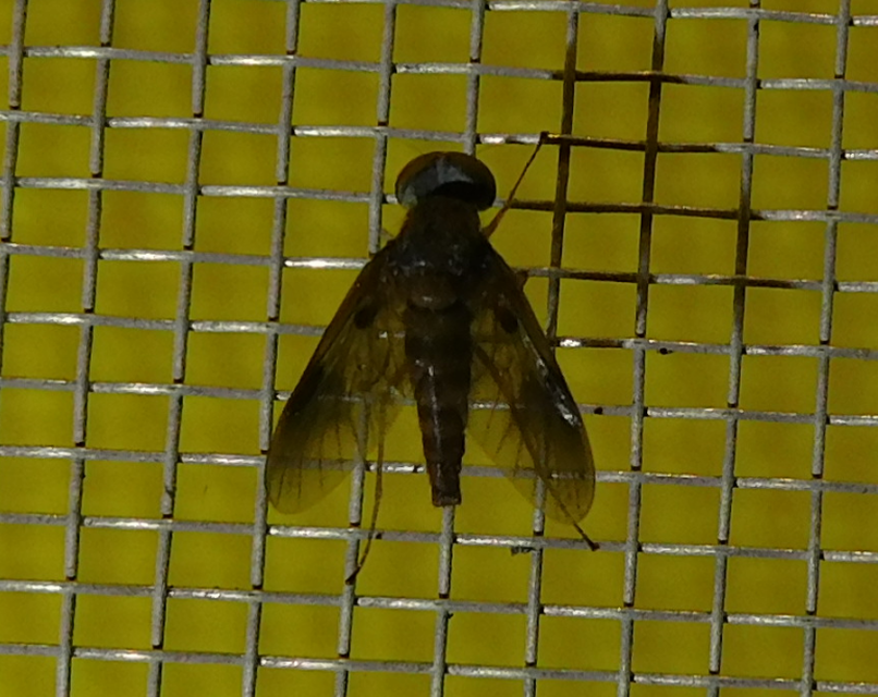 Rhagionidae - kószalégyfélék