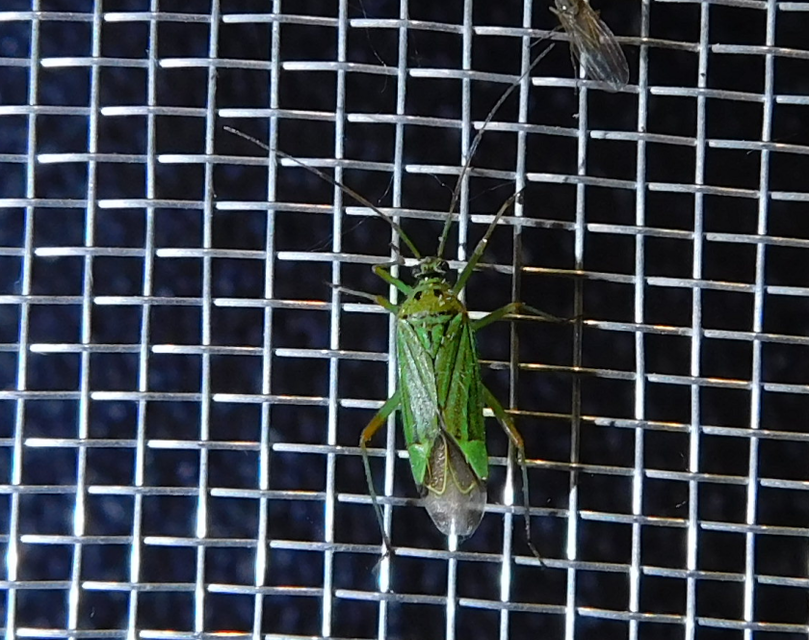 Mermitelocerus schmidtii