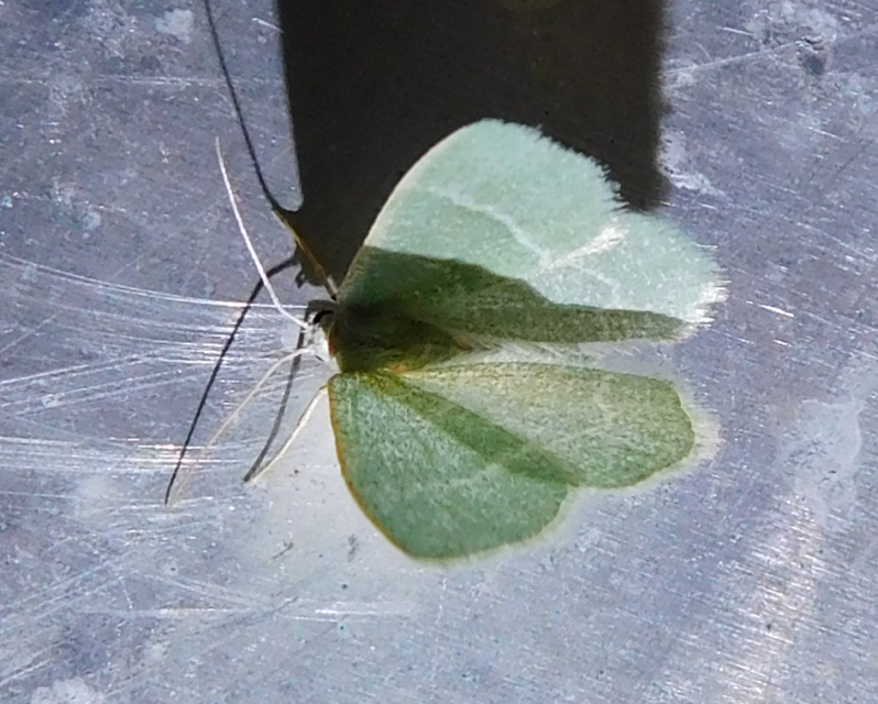 Phaiogramma etruscaria - fehérpettyes zöldaraszoló